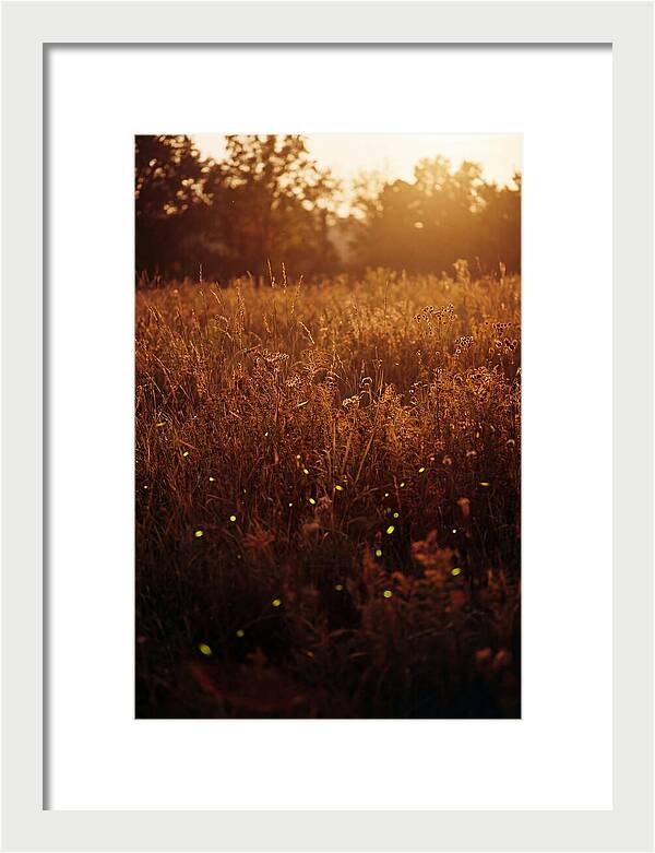 Glowing Fireflies In Autumn Meadow