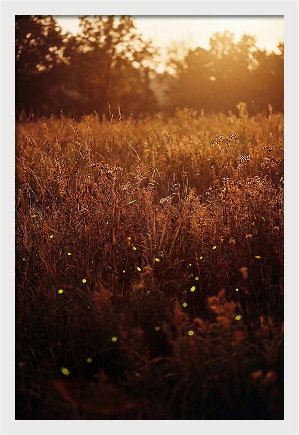 Glowing Fireflies In Autumn Meadow