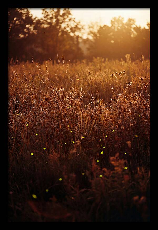Glowing Fireflies In Autumn Meadow