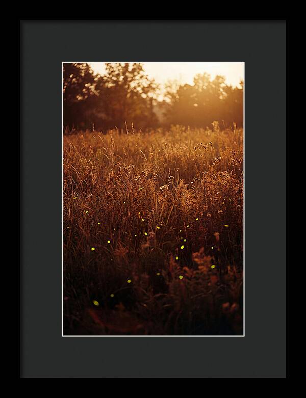Glowing Fireflies In Autumn Meadow