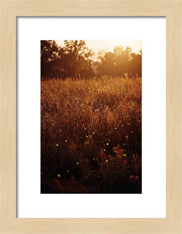 Glowing Fireflies In Autumn Meadow