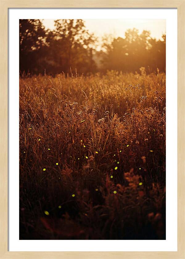 Glowing Fireflies In Autumn Meadow