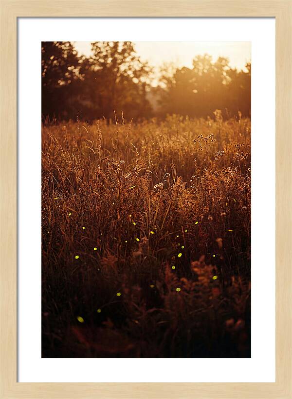 Glowing Fireflies In Autumn Meadow