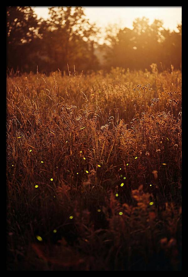 Glowing Fireflies In Autumn Meadow