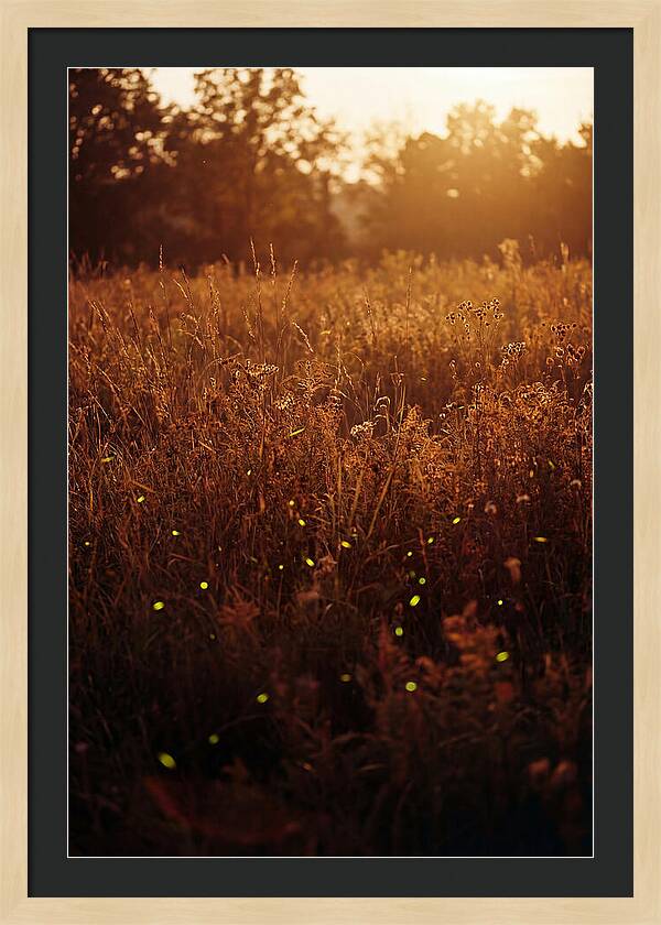 Glowing Fireflies In Autumn Meadow
