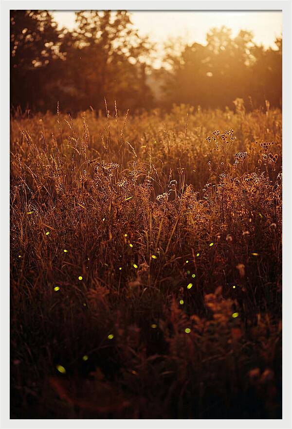 Glowing Fireflies In Autumn Meadow