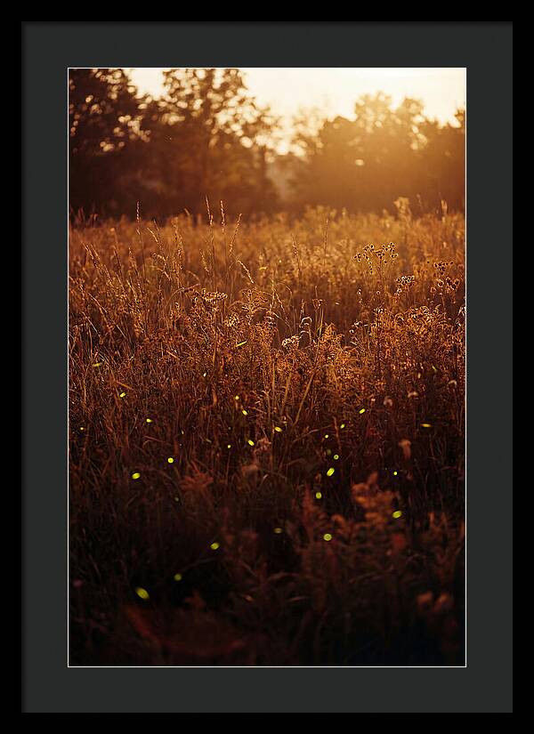 Glowing Fireflies In Autumn Meadow