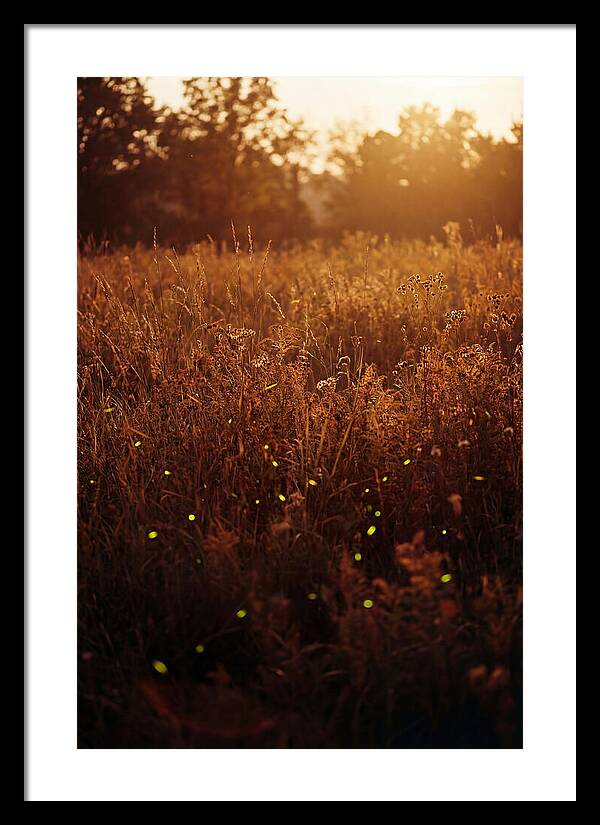 Glowing Fireflies In Autumn Meadow