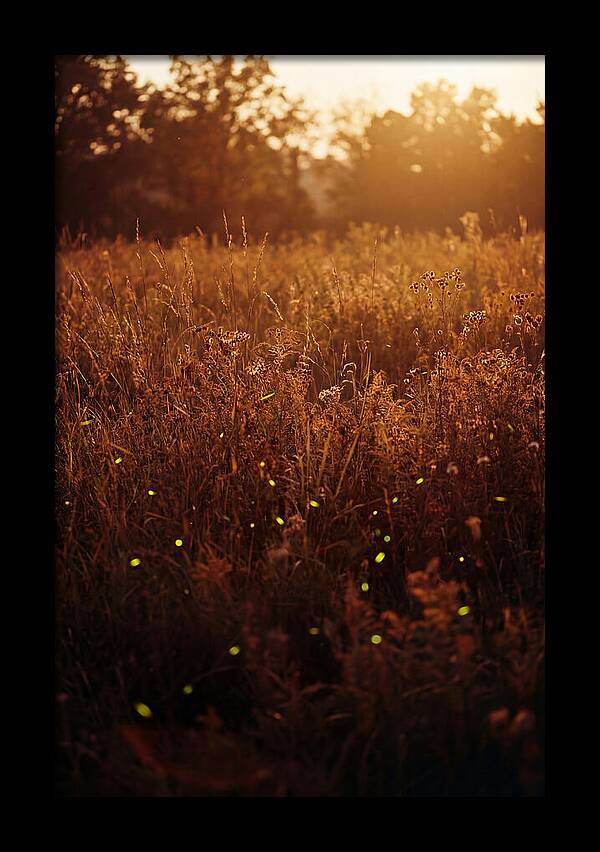 Glowing Fireflies In Autumn Meadow