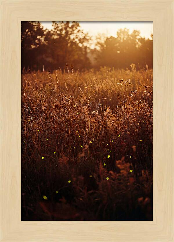 Glowing Fireflies In Autumn Meadow