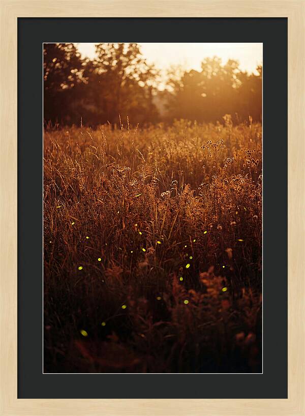 Glowing Fireflies In Autumn Meadow