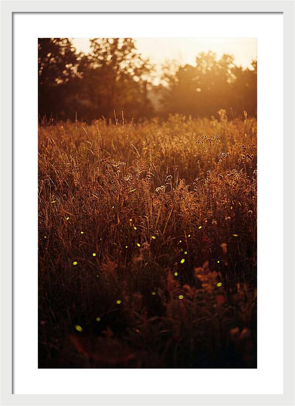 Glowing Fireflies In Autumn Meadow