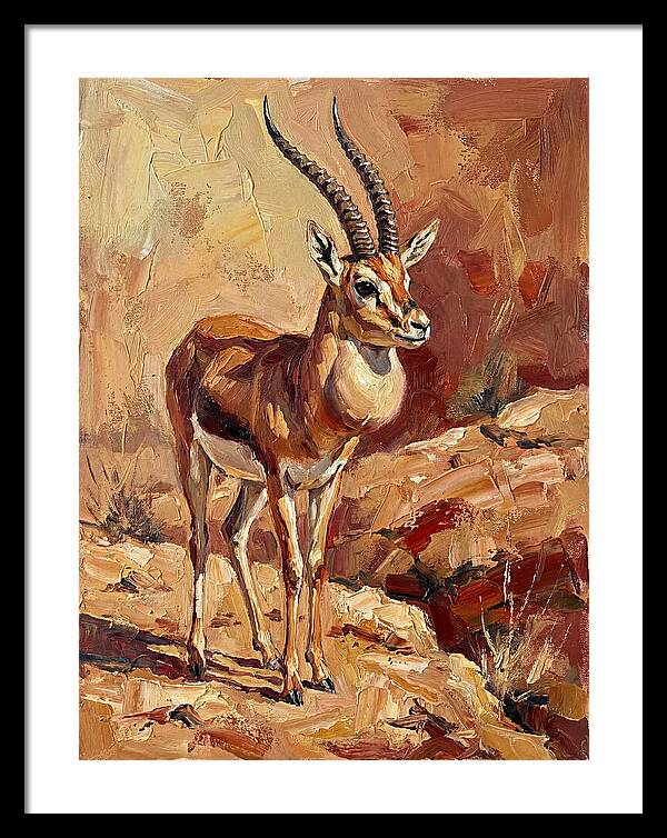 Goitered Gazelle In Desert Landscape