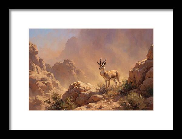 Goitered Gazelle In Desert Serenity