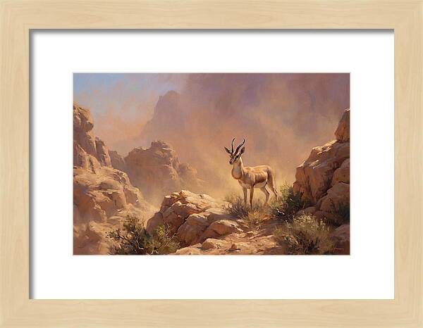 Goitered Gazelle In Desert Serenity