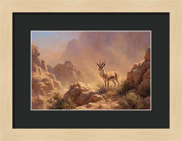 Goitered Gazelle In Desert Serenity