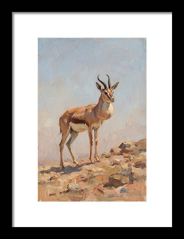 Goitered Gazelle In Natural Habitat