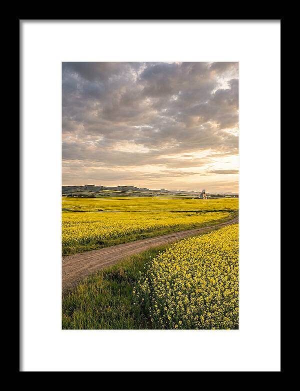 Golden Canola Fields At Dusk