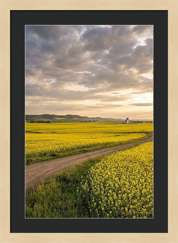 Golden Canola Fields At Dusk