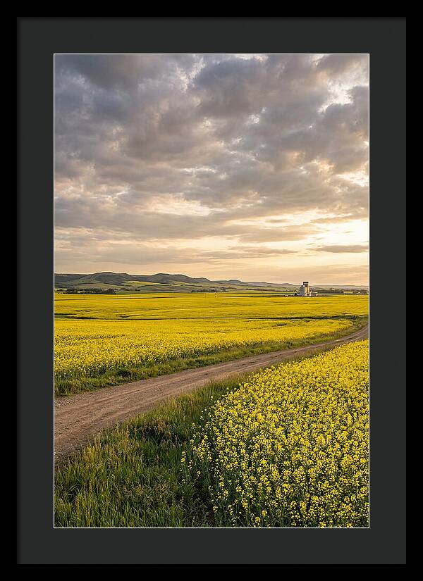 Golden Canola Fields At Dusk