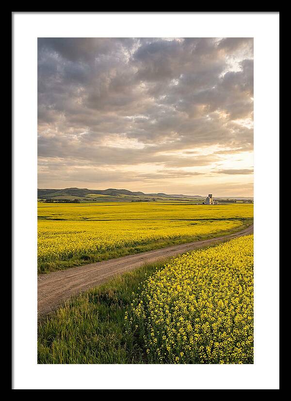 Golden Canola Fields At Dusk