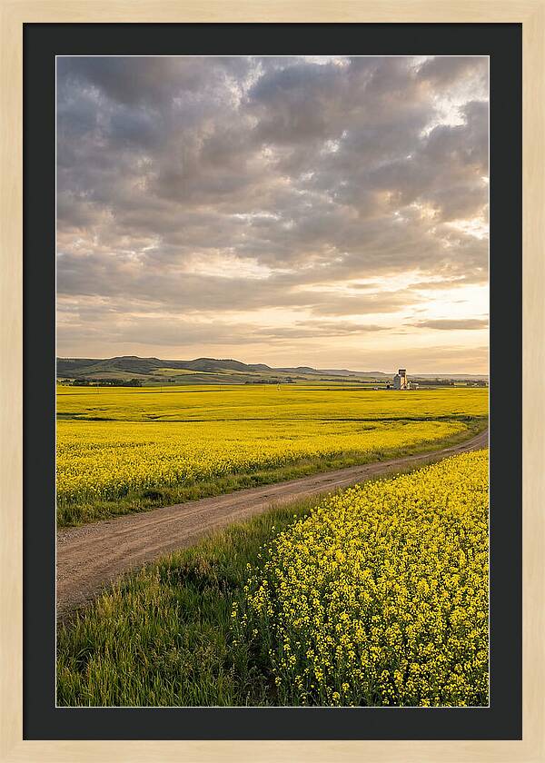 Golden Canola Fields At Dusk