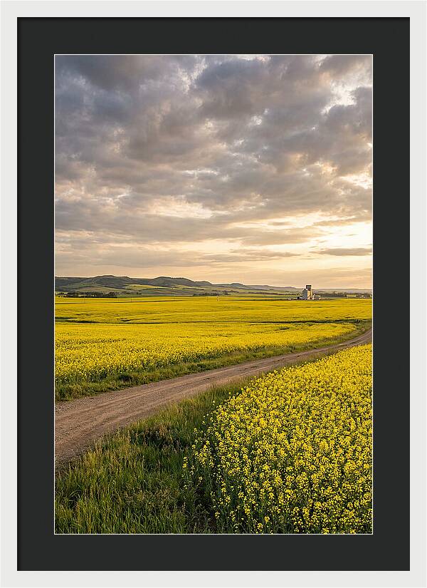 Golden Canola Fields At Dusk