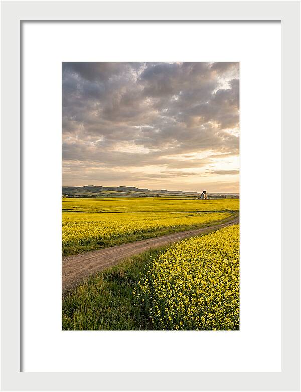 Golden Canola Fields At Dusk