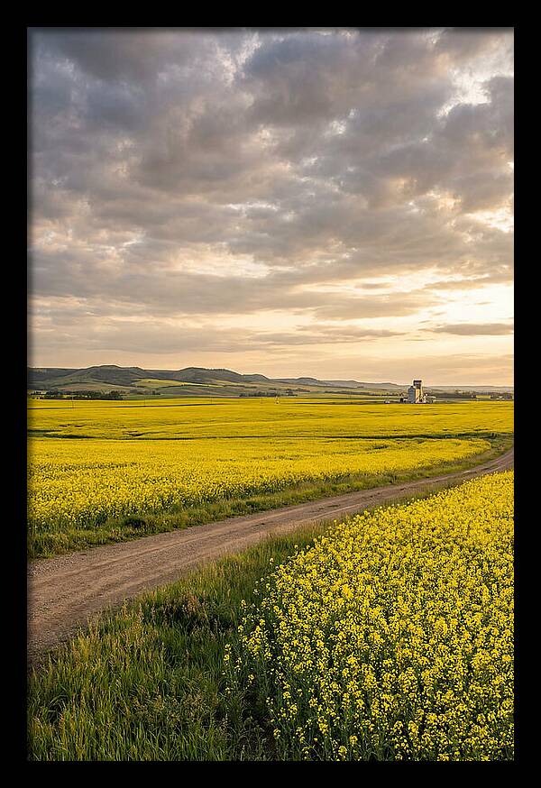 Golden Canola Fields At Dusk