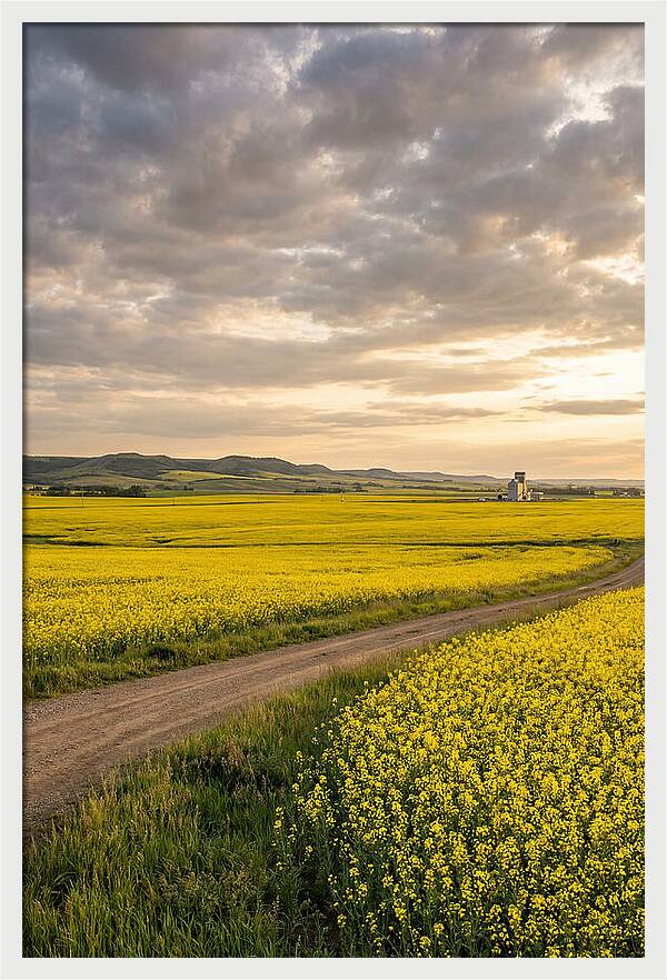 Golden Canola Fields At Dusk
