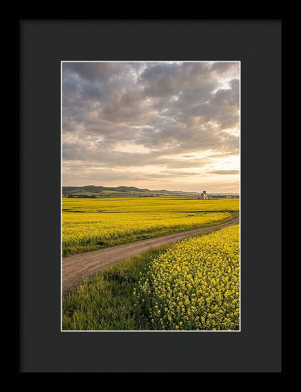 Golden Canola Fields At Dusk