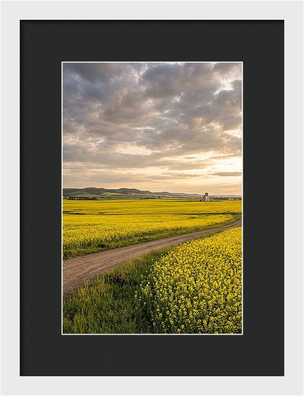 Golden Canola Fields At Dusk