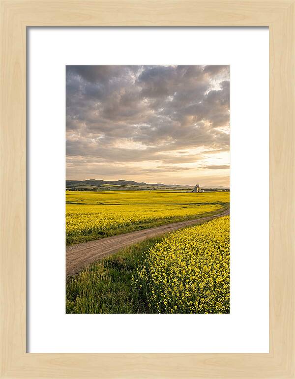 Golden Canola Fields At Dusk