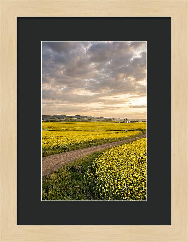 Golden Canola Fields At Dusk