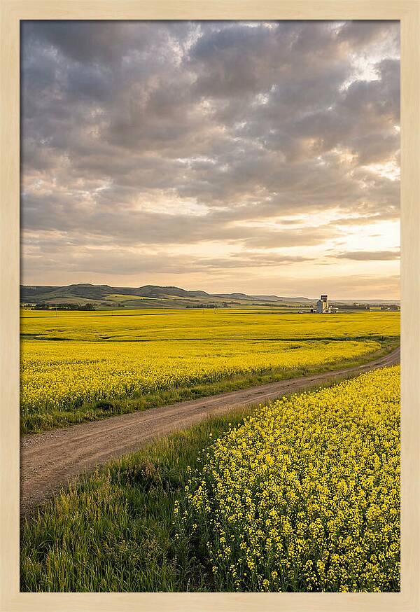 Golden Canola Fields At Dusk