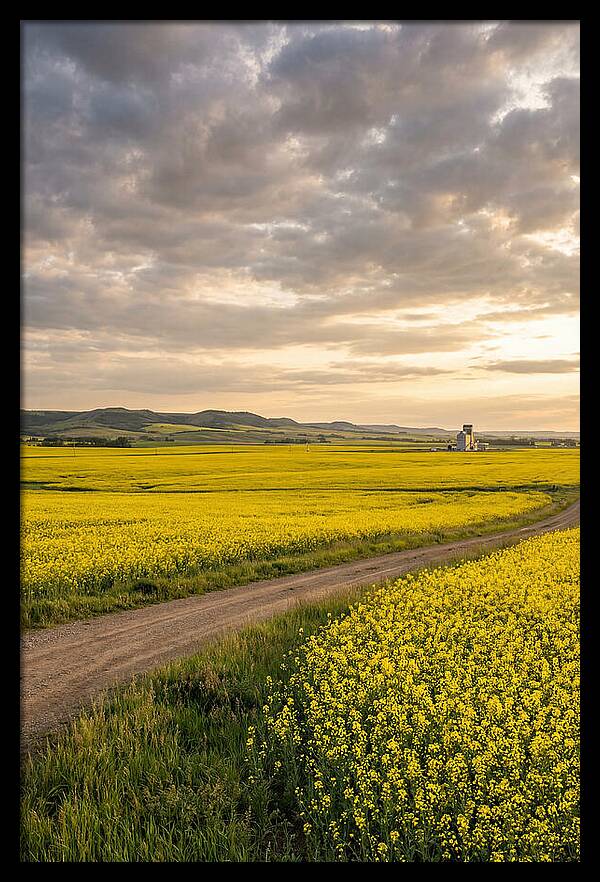 Golden Canola Fields At Dusk