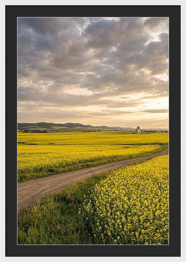 Golden Canola Fields At Dusk