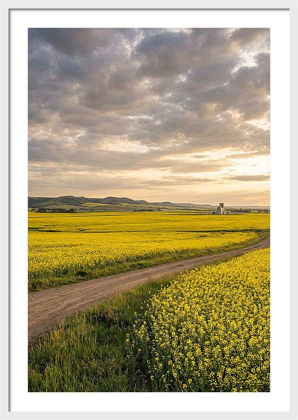 Golden Canola Fields At Dusk