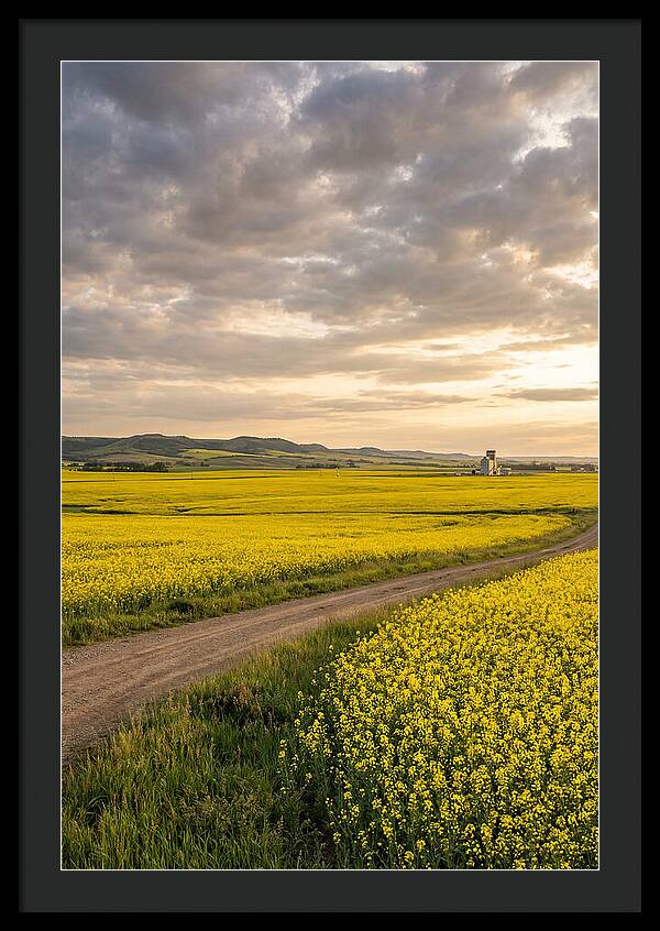 Golden Canola Fields At Dusk