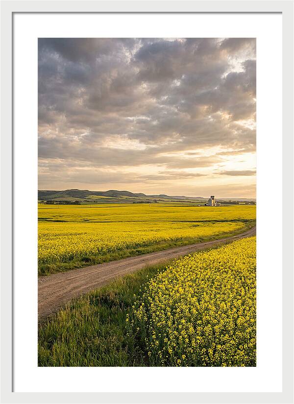 Golden Canola Fields At Dusk
