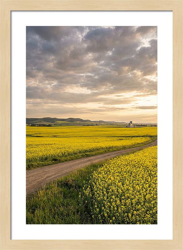 Golden Canola Fields At Dusk