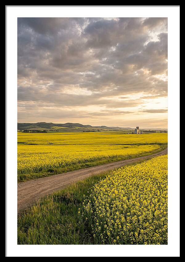 Golden Canola Fields At Dusk