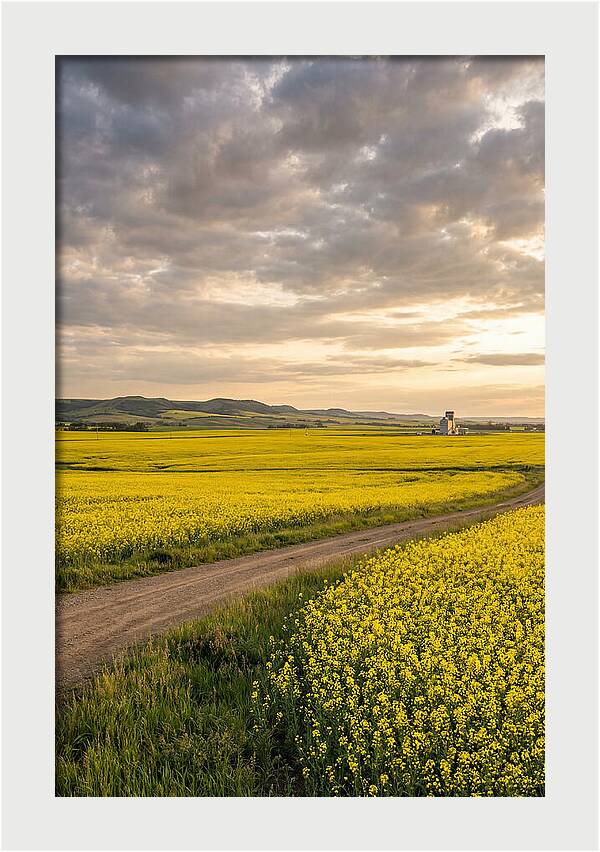 Golden Canola Fields At Dusk