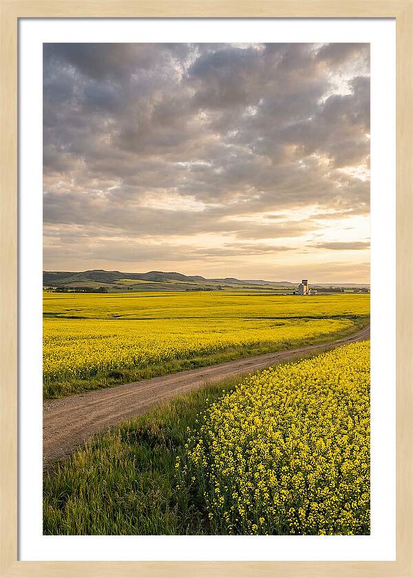 Golden Canola Fields At Dusk