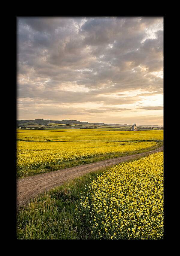 Golden Canola Fields At Dusk