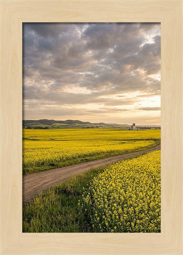 Golden Canola Fields At Dusk