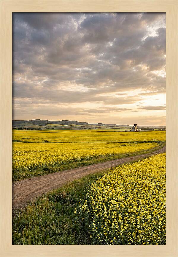 Golden Canola Fields At Dusk