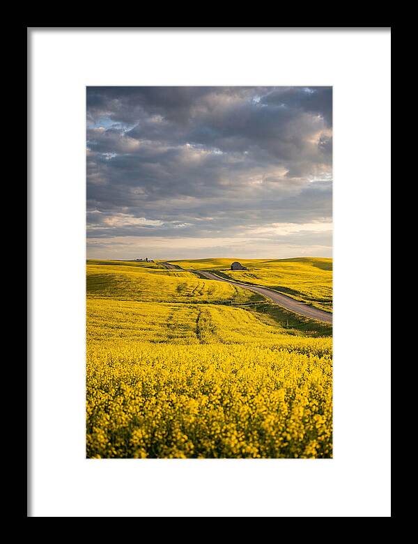 Golden Canola Fields Under Clouds