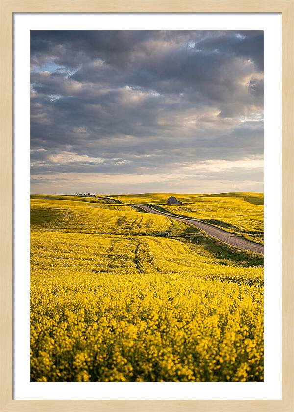 Golden Canola Fields Under Clouds