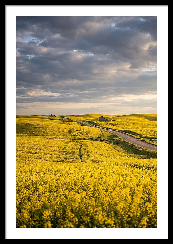 Golden Canola Fields Under Clouds